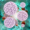 El Prof. Harald Zur Hausen fue galardonado con el Premio Nobel de Medicina 2008 por descubrir la vinculación del VPH (virus del papiloma humano) con el cáncer de cuello del útero. Este descubrimiento está salvando millones de vidas de mujeres a través de la vacunación contra este virus.