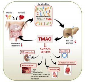 Niveles elevados de TMAO (óxido de trimetil amina) se asocia con mayor riesgo de enfermedad cardiovascular y mortalidad.