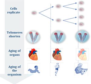 El acortamiento medio anual de los telómeros de un ser humano oscila entre los 30 y 70 eslabones, dependiendo igualmente del ambioma y del genoma.