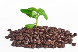El consumo de café sin edulcorar reduce la mortalidad entre un 16 y un 29% dependiendo del número de tazas.